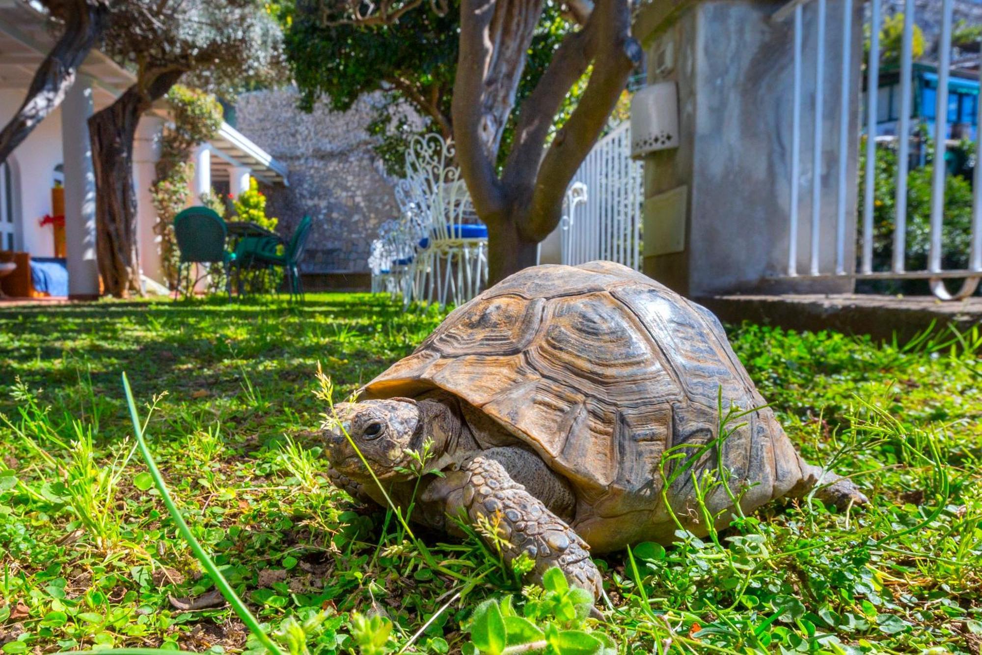 La Maliosa D' Arienzo Positano Luaran gambar